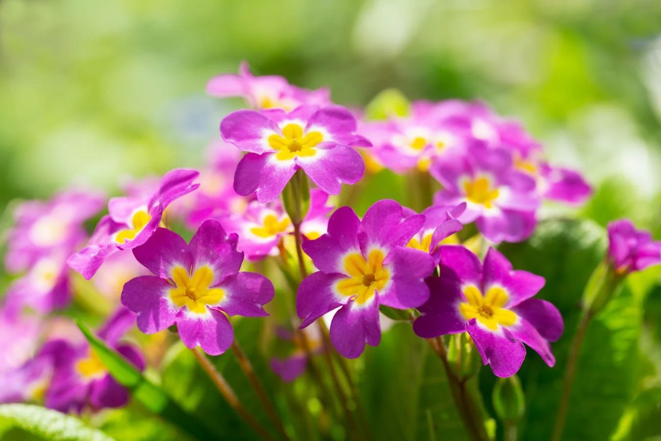 Primrose Shutterstock