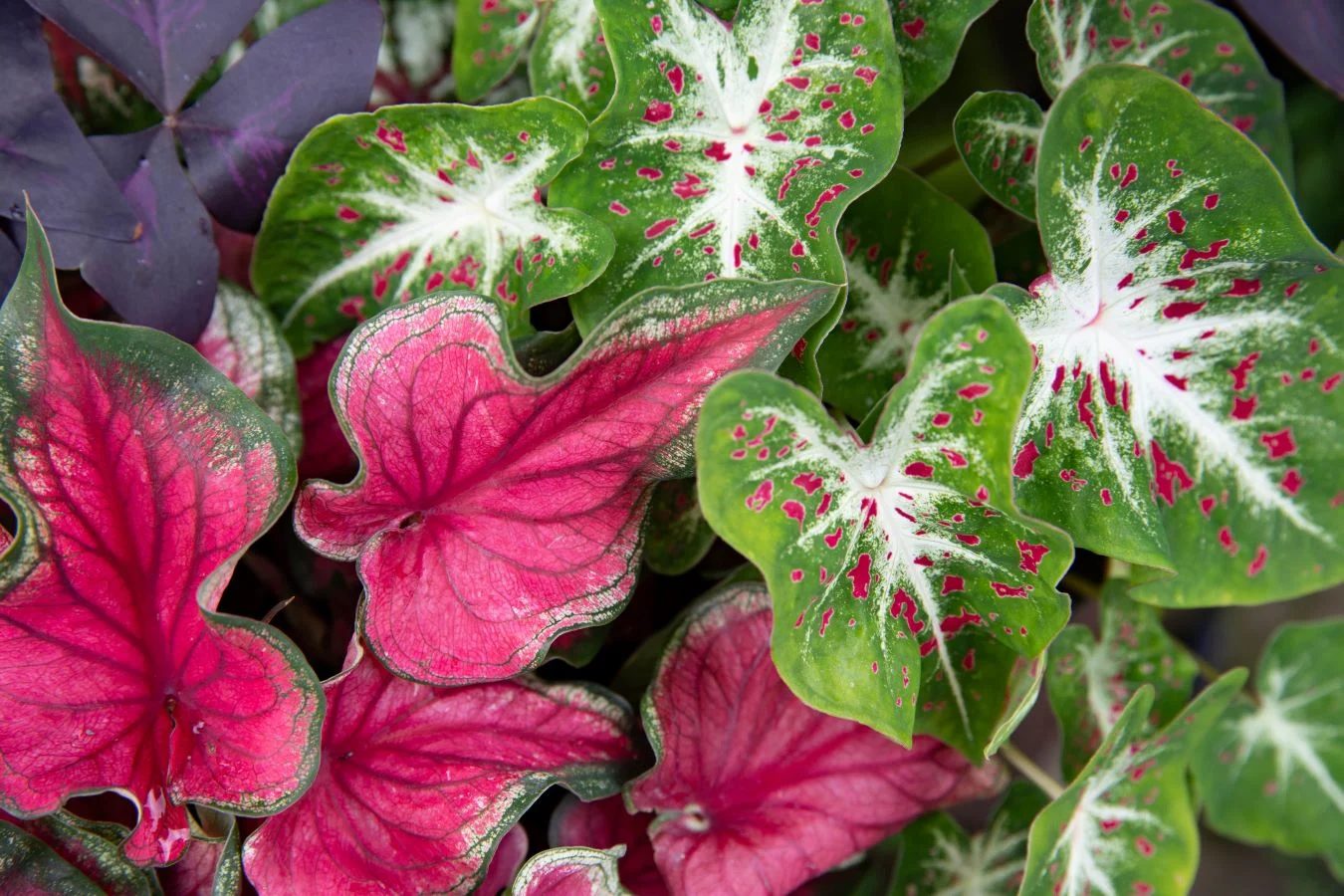 Caladium Shutterstock