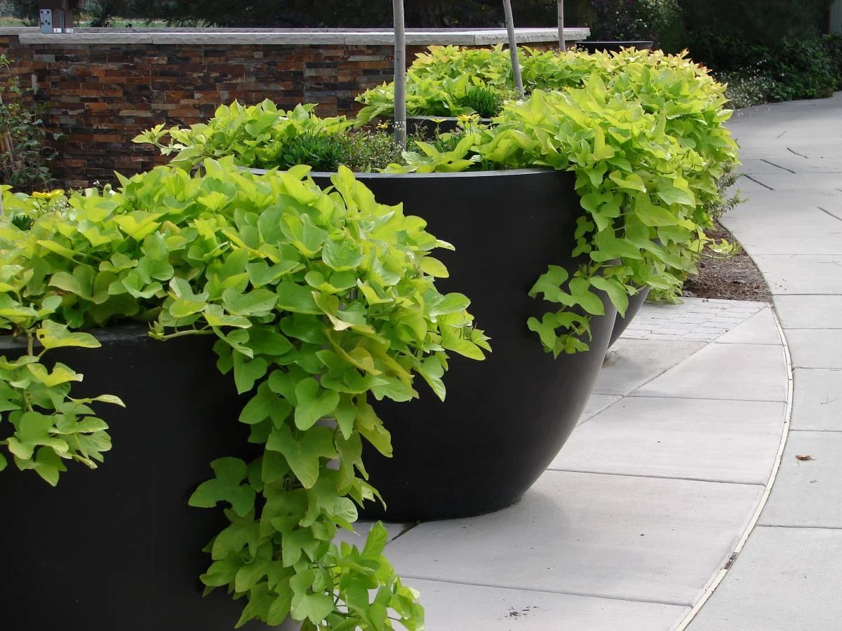 Sweet Potato Vine In Containers Shutterstock