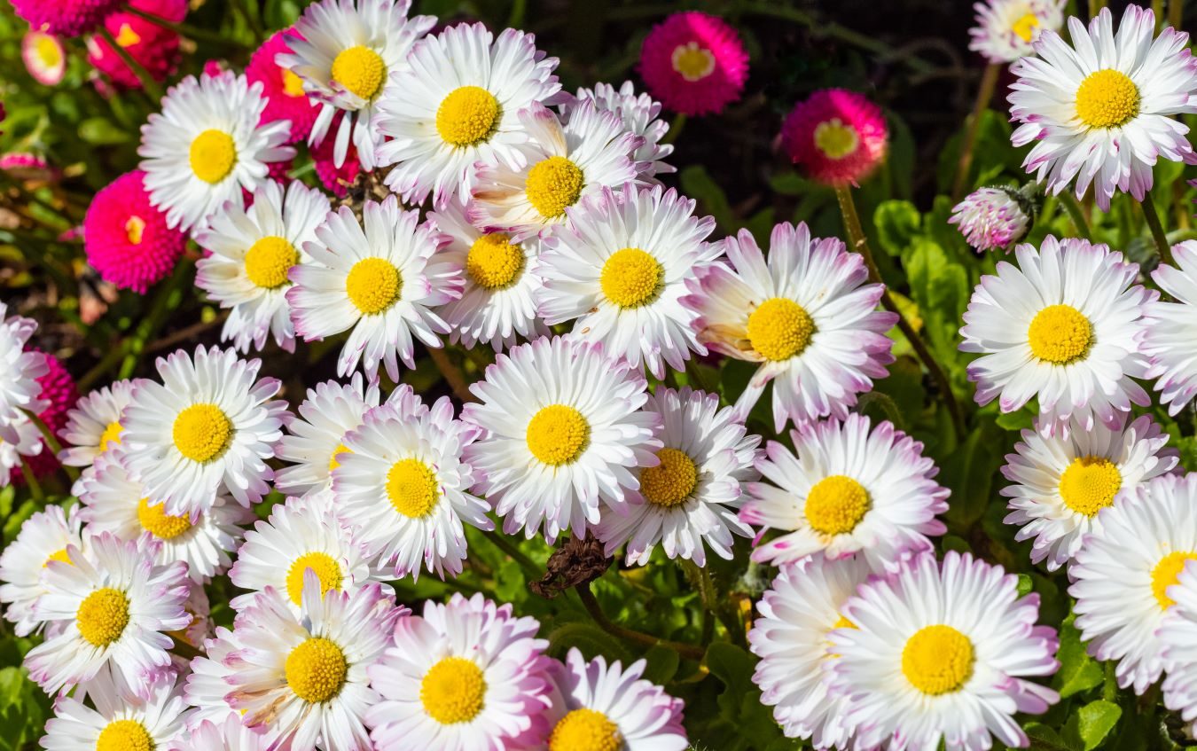 English Daisy Bellis Perennis Shutterstock