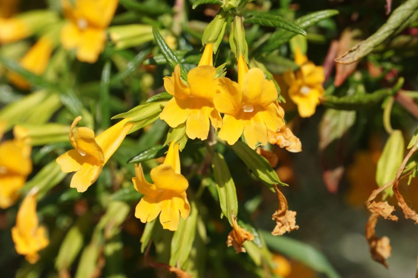 Monkey Flower (Mimulus Spp.) Shutterstock