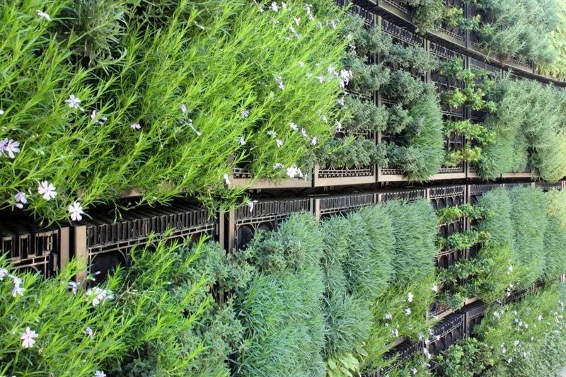 Edible Herb Wall