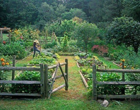 Casual Kitchen Garden