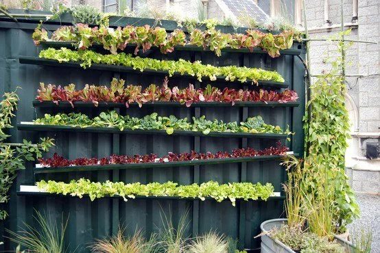 Rain Gutter Garden