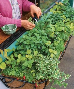 Edibles Window Box