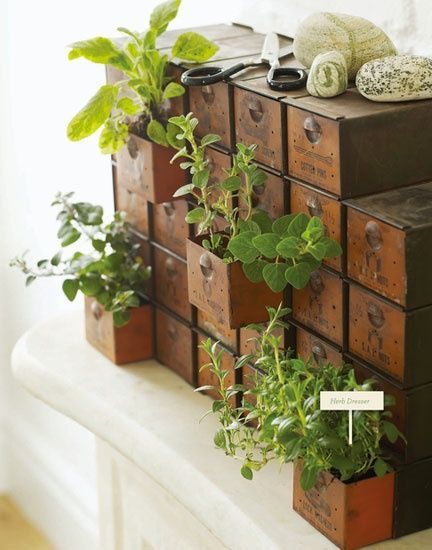 Small Rustic Drawers With Plants Popping Out