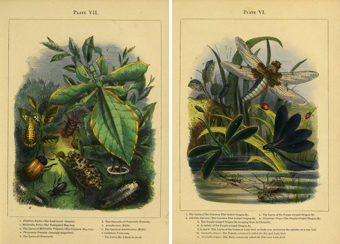 Lovely vintage printable insect images!