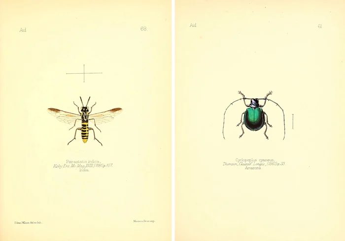 These colorful vintage insect images make such great art!