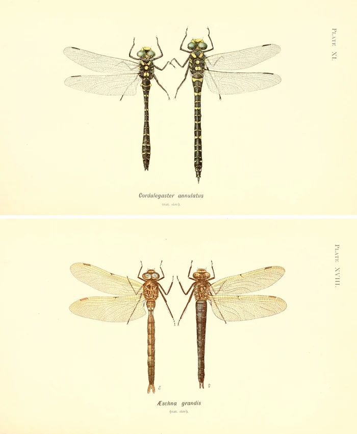 Love these vintage dragonfly images! Print them out for instant wall art!