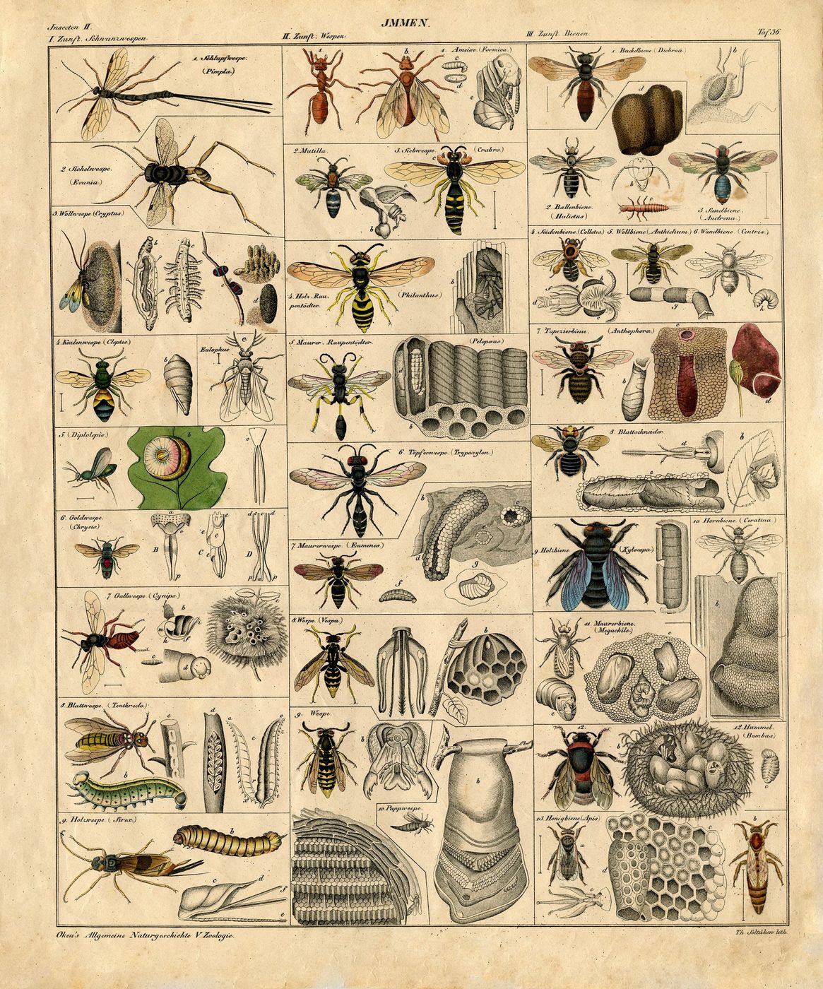 This vintage insects natural history printable would be fantastic enlarged as wall art!