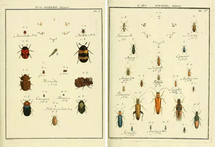 vivid free vintage insect printable images!