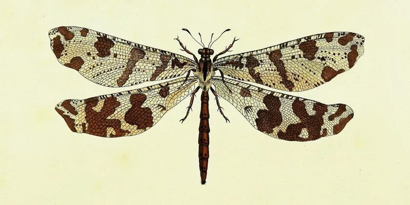 25+ Free notable Insects Vintage Ready-to-print Images