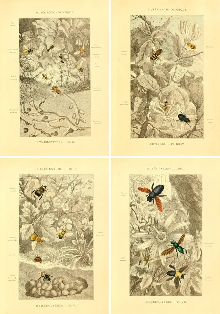 These vintage insect printables are vivid!