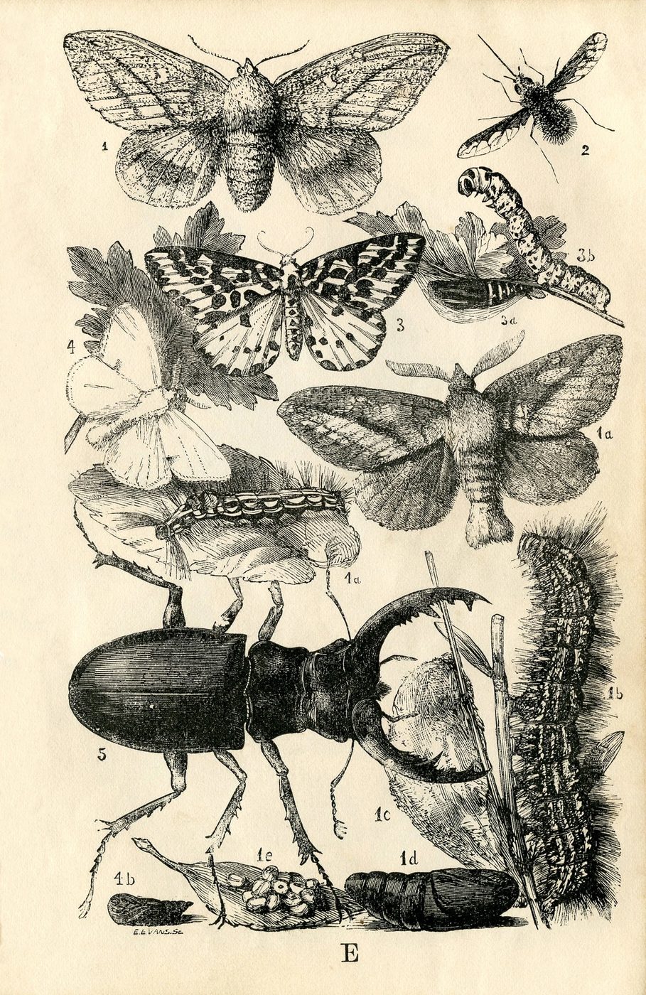 vivid free art! Vintage insect printables.