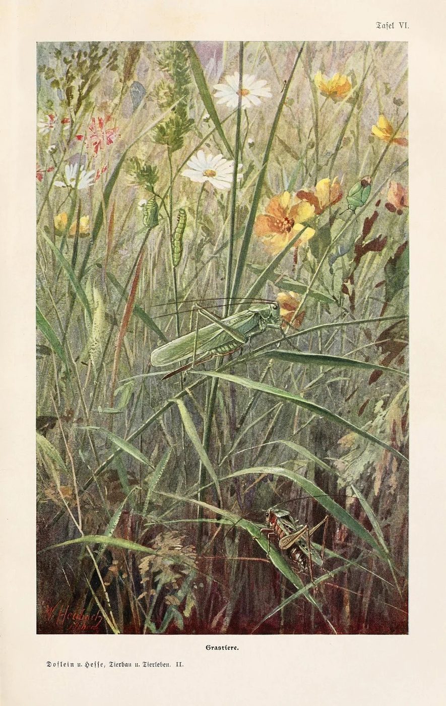 Lovely free vintage grasshopper art printable