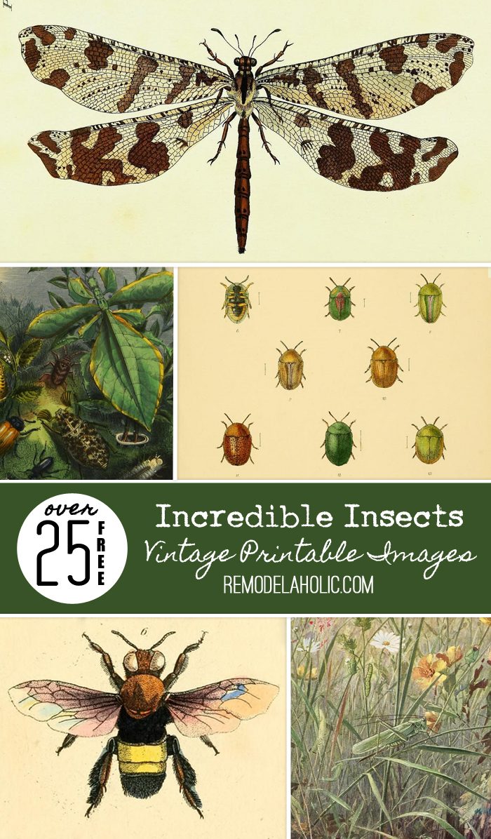 These vintage printable insect images are solid! Print them out for instant art!
