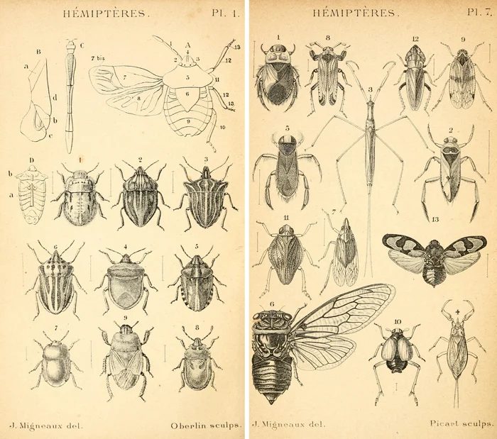 Love the detail on these vintage insect etching - free printables!