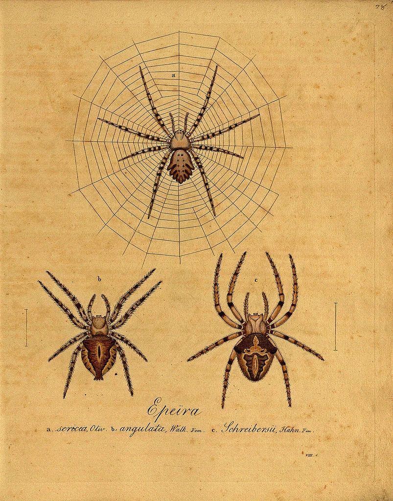 This vintage spider image is more interesting than creepy!