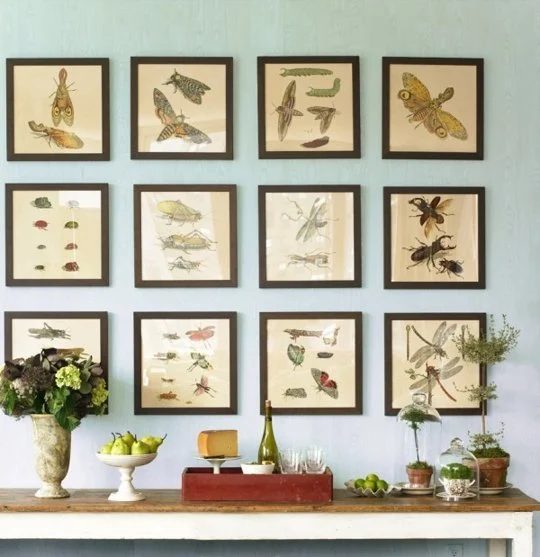 Frame vintage insect prints and display in a grid