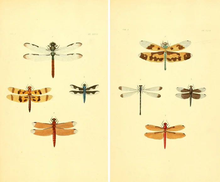 Frame these vivid free vintage dragonfly images for instant art!