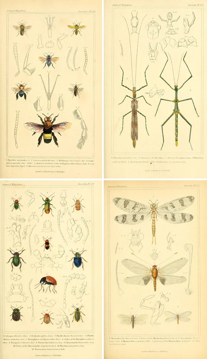 Free vintage printable insect images make great wall art!