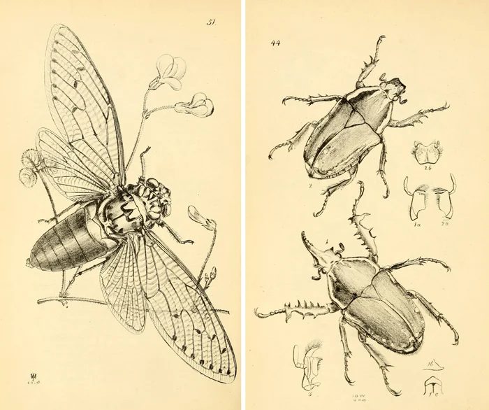 Over 25 vivid and free vintage insect printables!