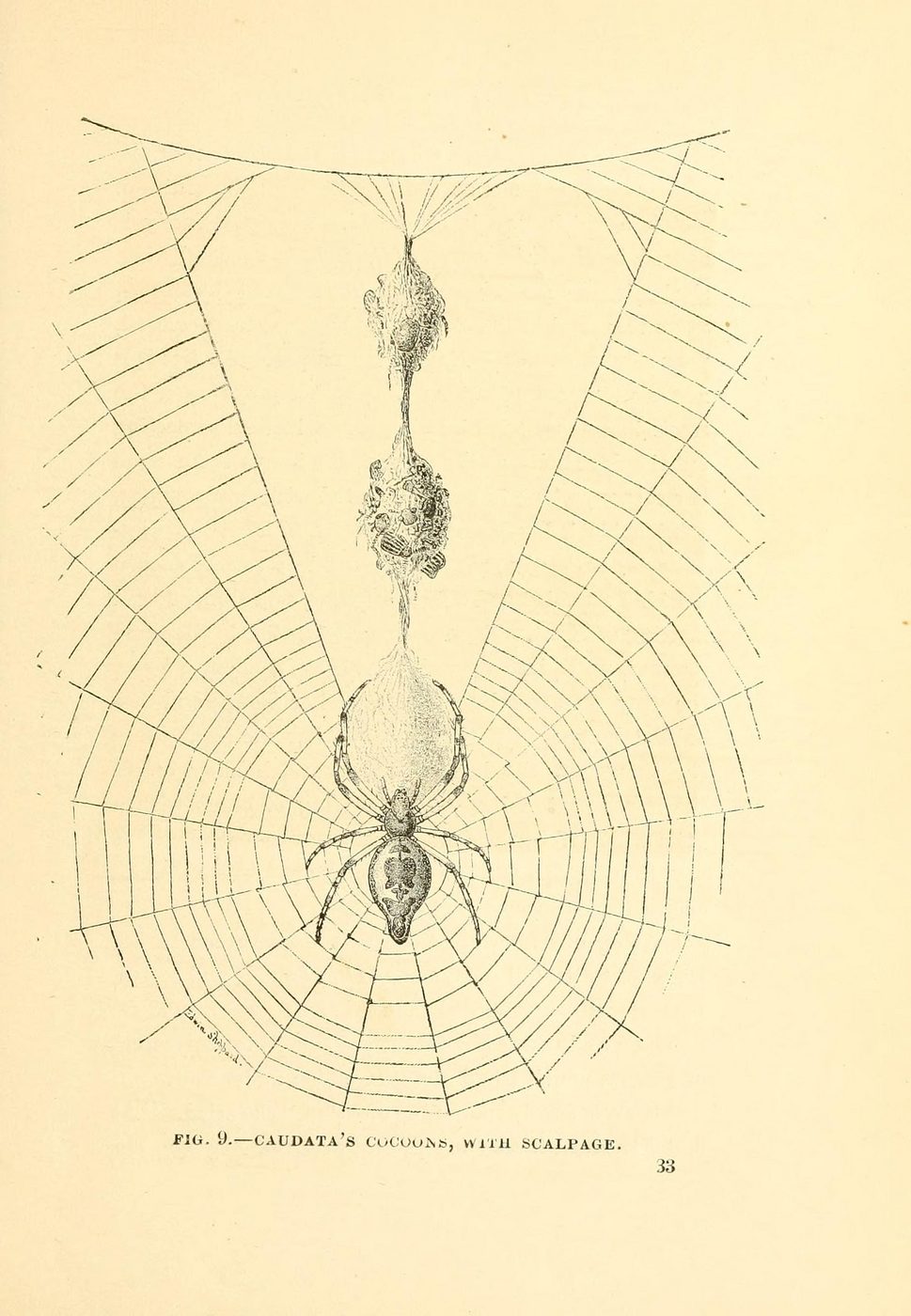 Lovely vintage insect images printables - free art!