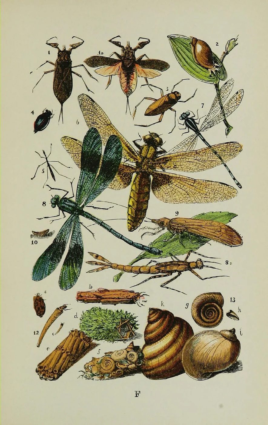 Free cintage insect images make vivid art!