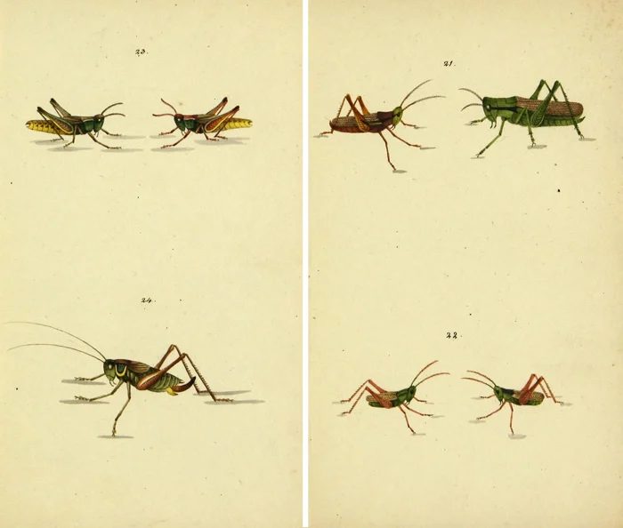 Lovely free vintage insect printables!