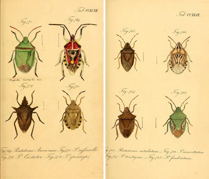 Get this and over 25 other free vintage printable insect images!
