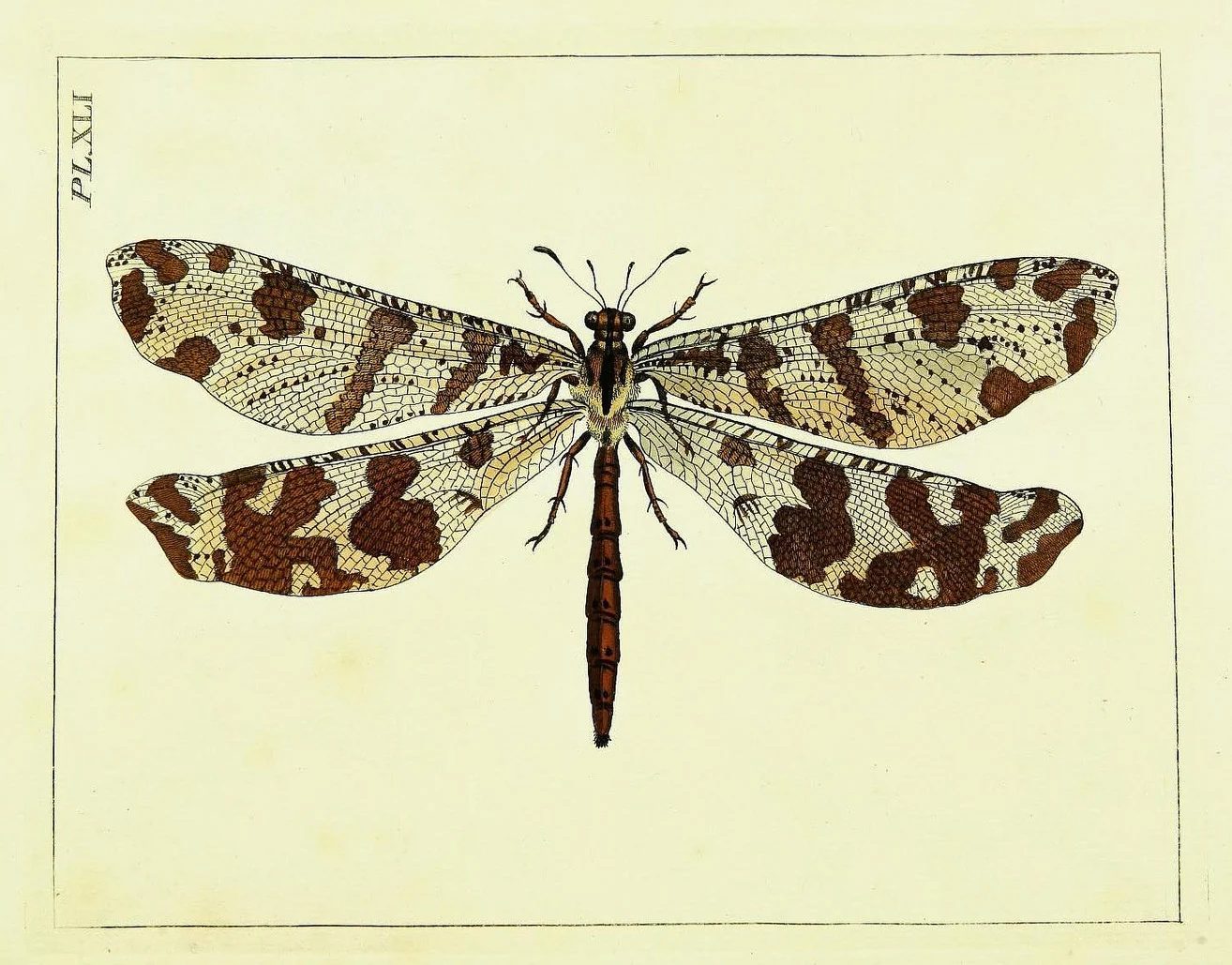 Frame this vintage dragonfly printable for a lovely piece of art!