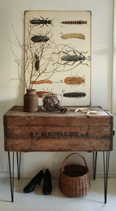 Vintage school-chart style insect art