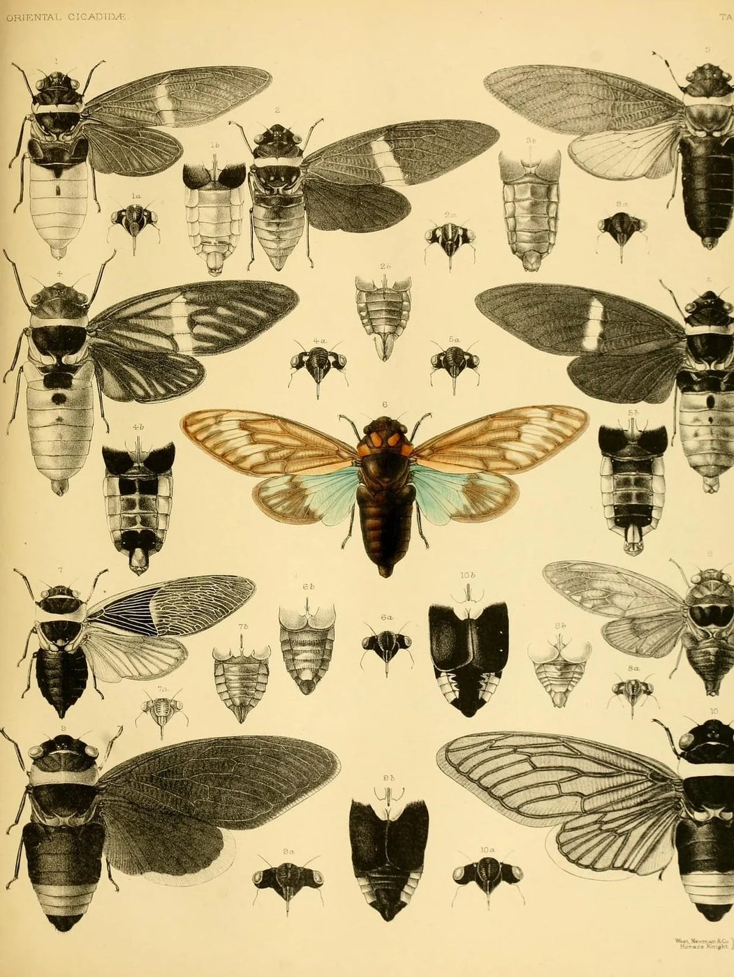 What a detailed vintage printable - well fitted instant art.