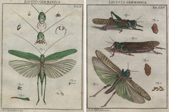 Printable vintage locust images make fascinating wall art
