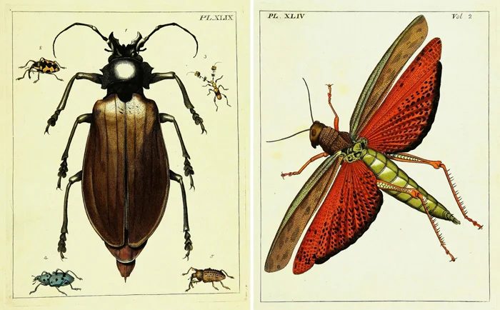 Detailed vintage insect images make vivid wall art.