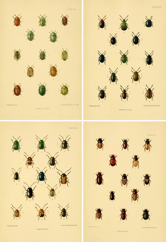 Free printable art - strong and jewel-like vintage beetle illustrations