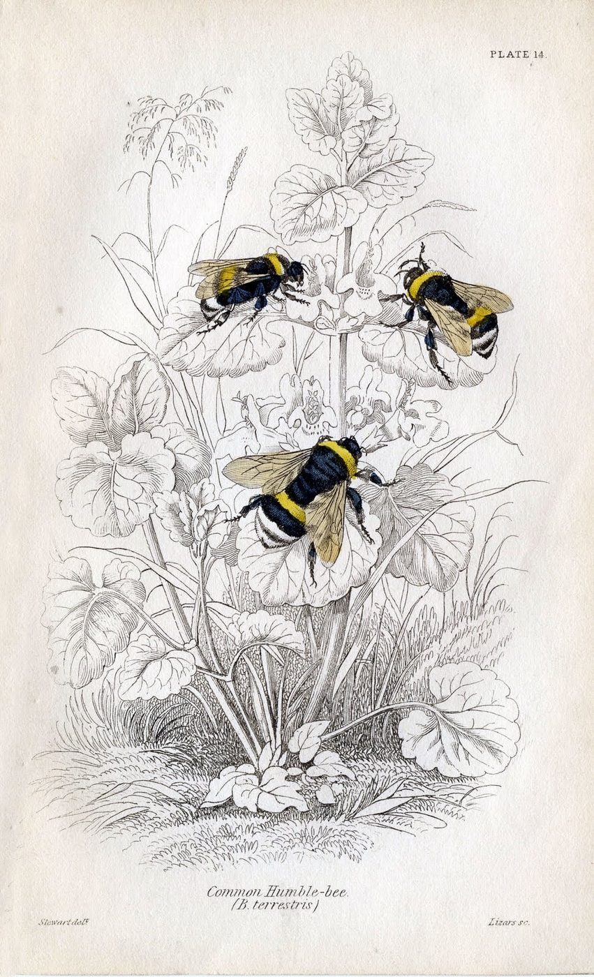 Lovely and free vintage art! Over 25 free vintage insect printables.
