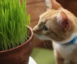 Cooking homemade snacks for pets is one way to show them how much we love them! Here are 25 homemade snacks for dogs, cats, birds, rabbits, and hamsters. Homemade Pet Treats via @t