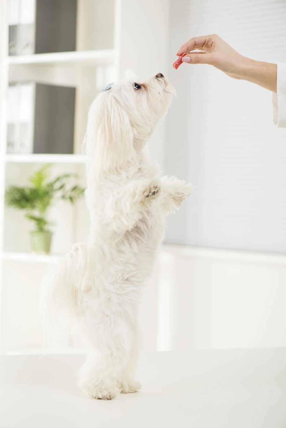 25 Homemade Snacks for Pets