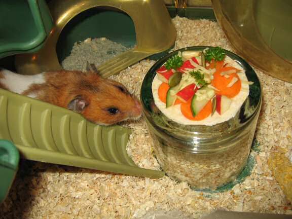 Cooking homemade snacks for pets is one way to show them how much we love them! Here are 25 homemade snacks for dogs, cats, birds, rabbits, and hamsters. Homemade Pet Treats via @t