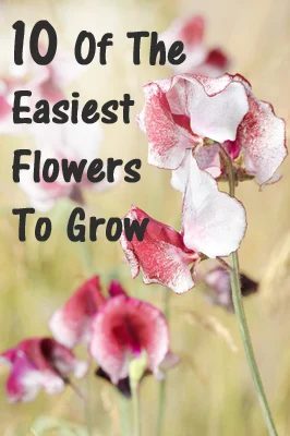 Involve your kids in your gardening this year, no matter how old they are. Here are 25 excellent options for gardening with kids, from toddlers to teenagers. 25 options for Gardeni