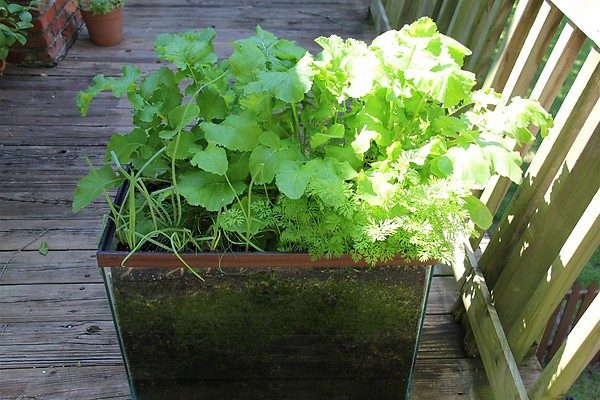 Involve your kids in your gardening this year, no matter how old they are. Here are 25 excellent options for gardening with kids, from toddlers to teenagers. 25 options for Gardeni