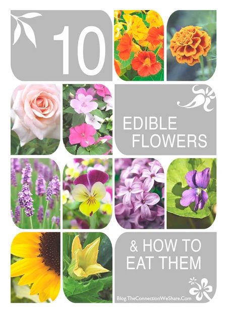 Involve your kids in your gardening this year, no matter how old they are. Here are 25 excellent options for gardening with kids, from toddlers to teenagers. 25 options for Gardeni