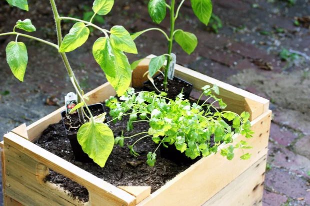 Involve your kids in your gardening this year, no matter how old they are. Here are 25 excellent options for gardening with kids, from toddlers to teenagers. 25 options for Gardeni