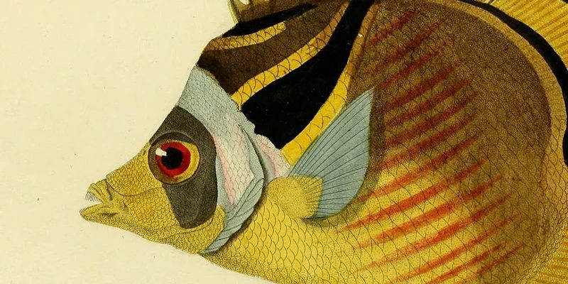 25+ Free Ready-to-print Vintage Aquatic Images