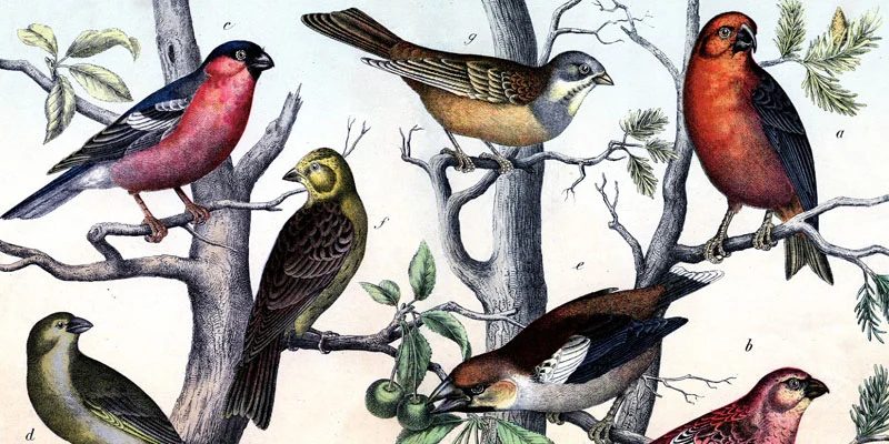 25 Free Vintage Bird Ready-to-print Images