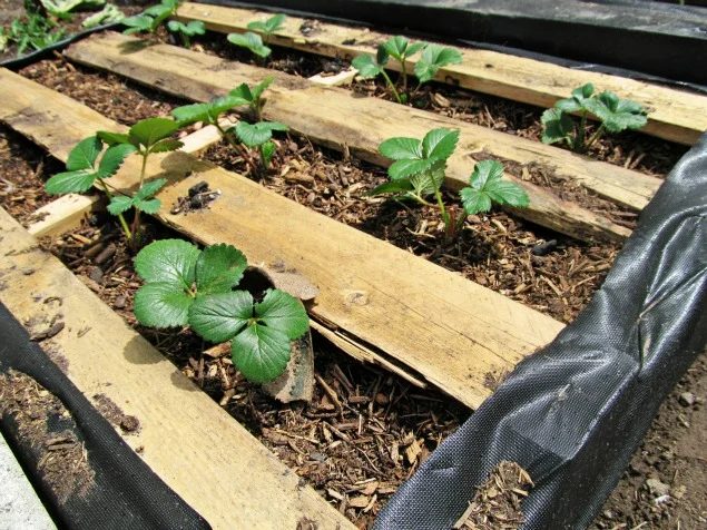 Both beginning and experienced gardeners love raised garden beds. Here are 30 cool options for raised garden beds, from the practical to the extraordinary. 30 Raised Garden Bed opt