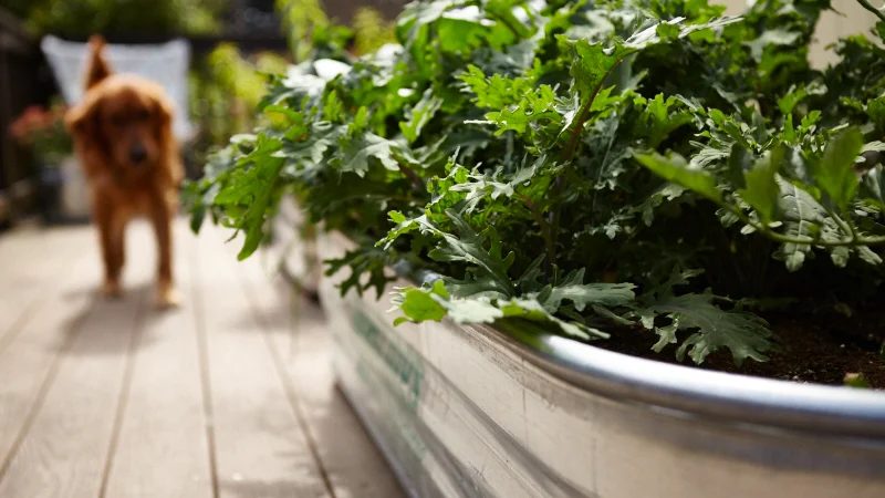 water trough garden bed options