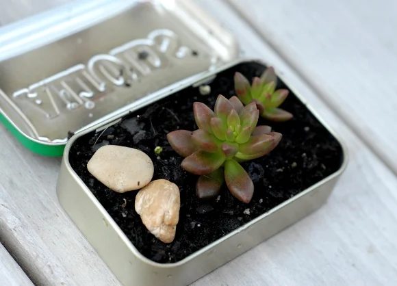 30 Sweet and direct Succulent Handmade's