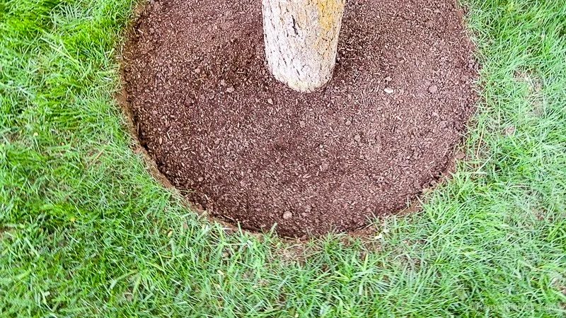 5.5 The straightforward Guide To Trimming And Edging Your Yard Like A Pro